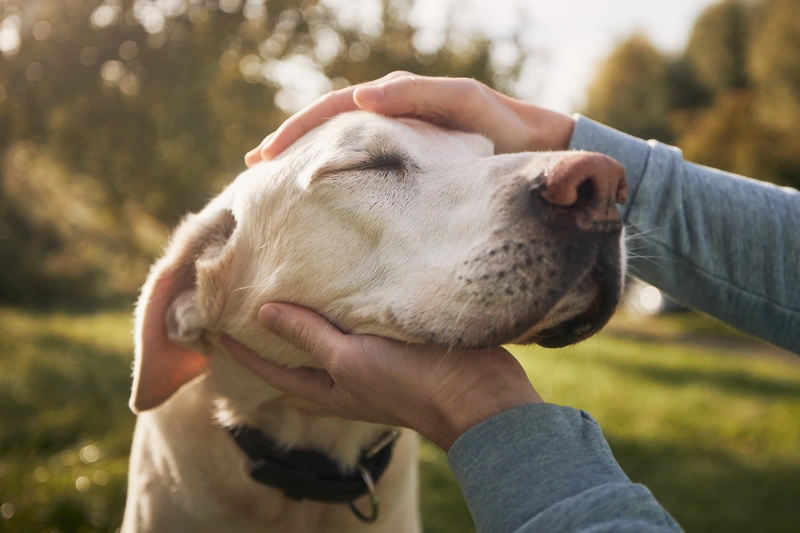 Why Ontario Landlords Can’t Have a No Pets Clause in Ontario